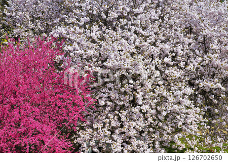 八重桜とキクモモ 八重桜とキクモモ 126702650