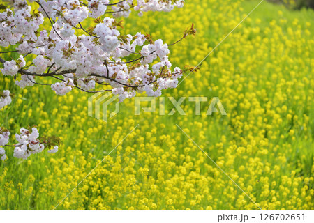 八重桜と菜の花 八重桜と菜の花 126702651