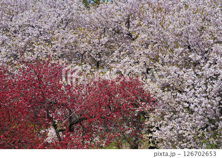 八重桜とキクモモ 126702653