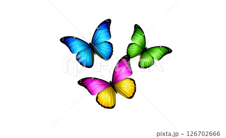A beautiful single butterfly is a colorful insect with delicate wings on a white background. 126702666