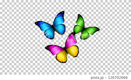 A beautiful single butterfly is a colorful insect with delicate wings on a white background. 126702666