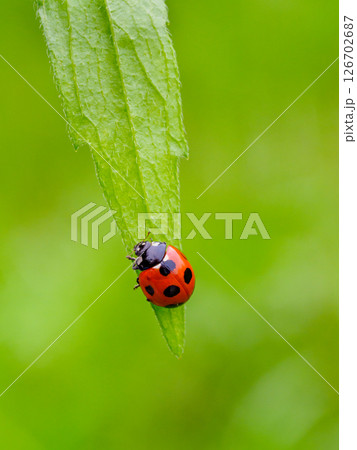 草の上にいるナナホシテントウ 126702687
