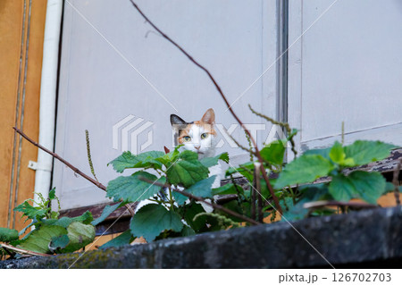 港の守り神の美しい猫たち。  ヒリゾ浜中木南伊豆町伊豆半島静岡県2024 126702703