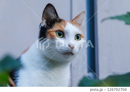 港の守り神の美しい猫たち。  ヒリゾ浜中木南伊豆町伊豆半島静岡県2024 126702708