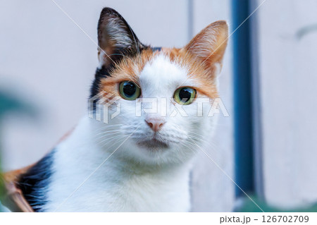 港の守り神の美しい猫たち。  ヒリゾ浜中木南伊豆町伊豆半島静岡県2024 港の守り神の美しい猫たち。  ヒリゾ浜中木南伊豆町伊豆半島静岡県2024 126702709