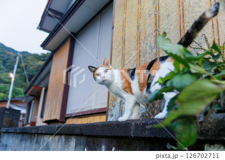 港の守り神の美しい猫たち。  ヒリゾ浜中木南伊豆町伊豆半島静岡県2024 126702711