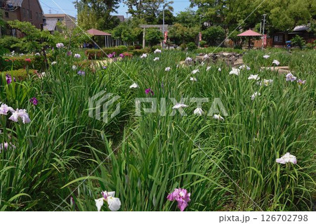 知立公園、花しょうぶ園 126702798