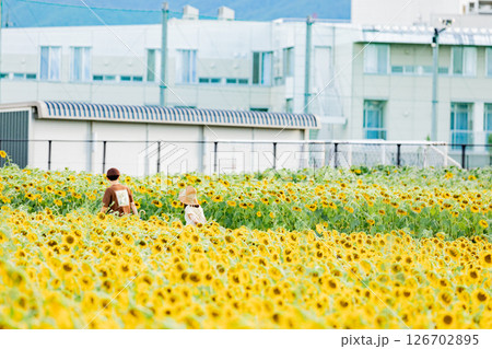 <安曇野>新村ひまわり畑を楽しむカップル 126702895