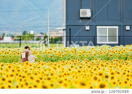 <安曇野>新村ひまわり畑を楽しむカップル 126702899