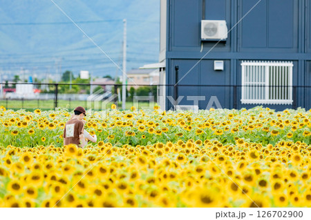 <安曇野>新村ひまわり畑を楽しむカップル 126702900