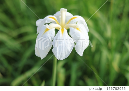 花しょうぶ 126702933