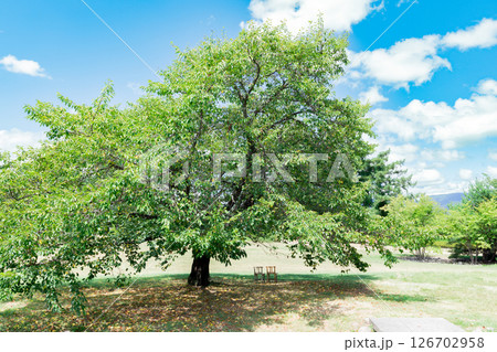 ＜長野＞安曇野ちひろ美術館 126702958