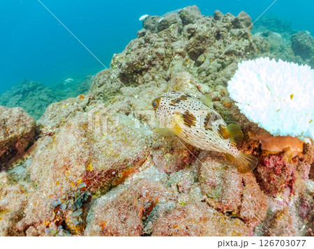 白化現象のサンゴと美しいハリセンボン（ハリセンボン科）他。ヒリゾ浜中木南伊豆町伊豆半島静岡県2024 126703077