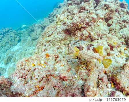 白化現象のサンゴと美しいハリセンボン（ハリセンボン科）他。ヒリゾ浜中木南伊豆町伊豆半島静岡県2024 126703079