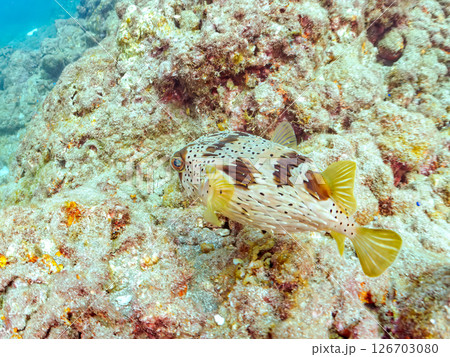 白化現象のサンゴと美しいハリセンボン(ハリセンボン科)他。ヒリゾ浜中木南伊豆町伊豆半島静岡県2024 白化現象のサンゴと美しいハリセンボン(ハリセンボン科)他。ヒリゾ浜中木南伊豆町伊豆半島静岡県2024 126703080