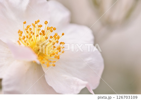 白い薔薇の花 126703109