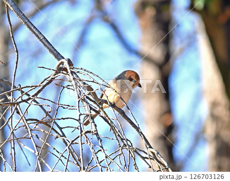 枯れ木に留まるモズ 枯れ木に留まるモズ 126703126