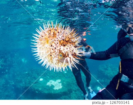 膨らんで水面を漂う美しいハリセンボンの半水面撮影。ヒリゾ浜中木南伊豆町伊豆半島静岡県2024 膨らんで水面を漂う美しいハリセンボンの半水面撮影。ヒリゾ浜中木南伊豆町伊豆半島静岡県2024 126703141