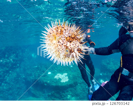 膨らんで水面を漂う美しいハリセンボンの半水面撮影。ヒリゾ浜中木南伊豆町伊豆半島静岡県2024 126703142