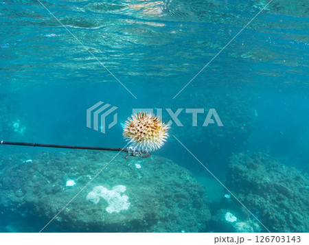 膨らんで水面を漂う美しいハリセンボンの半水面撮影。ヒリゾ浜中木南伊豆町伊豆半島静岡県2024 126703143