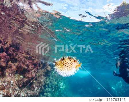 膨らんで水面を漂う美しいハリセンボンの半水面撮影。ヒリゾ浜中木南伊豆町伊豆半島静岡県2024 126703145