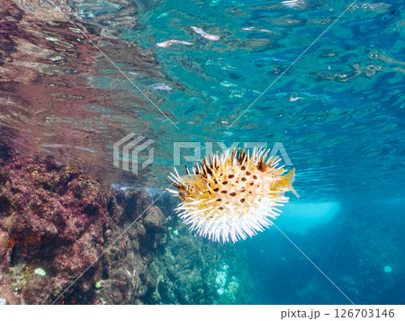 膨らんで水面を漂う美しいハリセンボンの半水面撮影。ヒリゾ浜中木南伊豆町伊豆半島静岡県2024 126703146