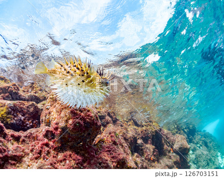 膨らんで水面を漂う美しいハリセンボンの半水面撮影。ヒリゾ浜中木南伊豆町伊豆半島静岡県2024 膨らんで水面を漂う美しいハリセンボンの半水面撮影。ヒリゾ浜中木南伊豆町伊豆半島静岡県2024 126703151