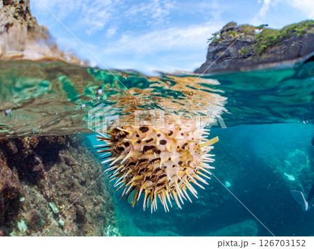 膨らんで水面を漂う美しいハリセンボンの半水面撮影。ヒリゾ浜中木南伊豆町伊豆半島静岡県2024 膨らんで水面を漂う美しいハリセンボンの半水面撮影。ヒリゾ浜中木南伊豆町伊豆半島静岡県2024 126703152