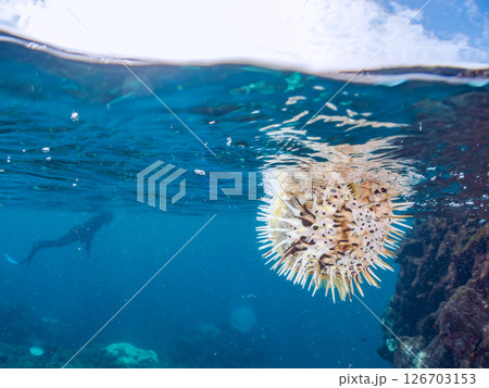 膨らんで水面を漂う美しいハリセンボンの半水面撮影。ヒリゾ浜中木南伊豆町伊豆半島静岡県2024 126703153