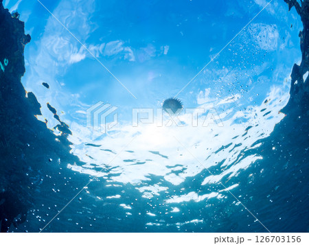 膨らんで水面を漂う美しいハリセンボンの半水面撮影。ヒリゾ浜中木南伊豆町伊豆半島静岡県2024 126703156