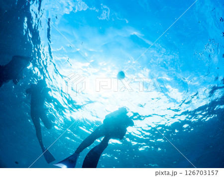 膨らんで水面を漂う美しいハリセンボンの半水面撮影。ヒリゾ浜中木南伊豆町伊豆半島静岡県2024 126703157