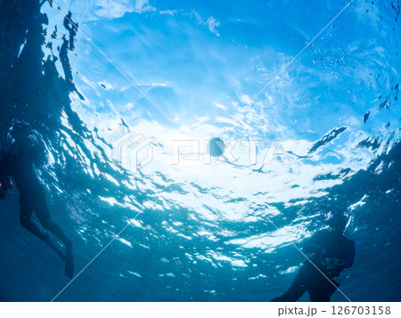 膨らんで水面を漂う美しいハリセンボンの半水面撮影。ヒリゾ浜中木南伊豆町伊豆半島静岡県2024 126703158
