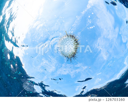 膨らんで水面を漂う美しいハリセンボンの半水面撮影。ヒリゾ浜中木南伊豆町伊豆半島静岡県2024 126703160