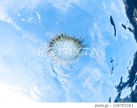 膨らんで水面を漂う美しいハリセンボンの半水面撮影。ヒリゾ浜中木南伊豆町伊豆半島静岡県2024 126703161