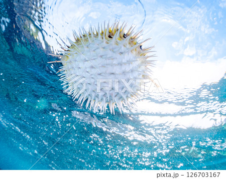 膨らんで水面を漂う美しいハリセンボンの半水面撮影。ヒリゾ浜中木南伊豆町伊豆半島静岡県2024 膨らんで水面を漂う美しいハリセンボンの半水面撮影。ヒリゾ浜中木南伊豆町伊豆半島静岡県2024 126703167
