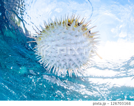 膨らんで水面を漂う美しいハリセンボンの半水面撮影。ヒリゾ浜中木南伊豆町伊豆半島静岡県2024 膨らんで水面を漂う美しいハリセンボンの半水面撮影。ヒリゾ浜中木南伊豆町伊豆半島静岡県2024 126703168
