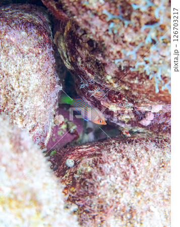 伊豆では珍しいニセモチノウオ（ベラ科）の幼魚の群れ他。 ヒリゾ浜中木南伊豆町伊豆半島静岡県2024 126703217