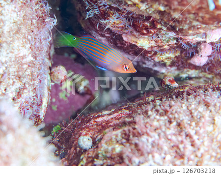 伊豆では珍しいニセモチノウオ(ベラ科)の幼魚の群れ他。 ヒリゾ浜中木南伊豆町伊豆半島静岡県2024 伊豆では珍しいニセモチノウオ(ベラ科)の幼魚の群れ他。 ヒリゾ浜中木南伊豆町伊豆半島静岡県2024 126703218