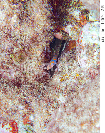 伊豆では珍しいニセモチノウオ(ベラ科)の幼魚の群れ他。 ヒリゾ浜中木南伊豆町伊豆半島静岡県2024 伊豆では珍しいニセモチノウオ(ベラ科)の幼魚の群れ他。 ヒリゾ浜中木南伊豆町伊豆半島静岡県2024 126703219