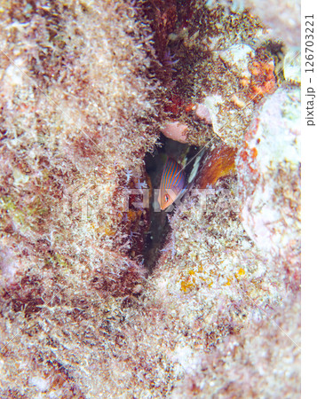 伊豆では珍しいニセモチノウオ（ベラ科）の幼魚の群れ他。 ヒリゾ浜中木南伊豆町伊豆半島静岡県2024 126703221