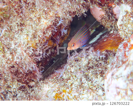 伊豆では珍しいニセモチノウオ（ベラ科）の幼魚の群れ他。 ヒリゾ浜中木南伊豆町伊豆半島静岡県2024 126703222
