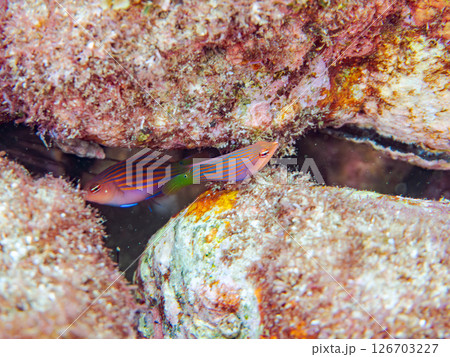 伊豆では珍しいニセモチノウオ（ベラ科）の幼魚の群れ他。 ヒリゾ浜中木南伊豆町伊豆半島静岡県2024 126703227