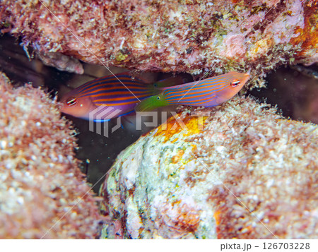 伊豆では珍しいニセモチノウオ(ベラ科)の幼魚の群れ他。 ヒリゾ浜中木南伊豆町伊豆半島静岡県2024 伊豆では珍しいニセモチノウオ(ベラ科)の幼魚の群れ他。 ヒリゾ浜中木南伊豆町伊豆半島静岡県2024 126703228