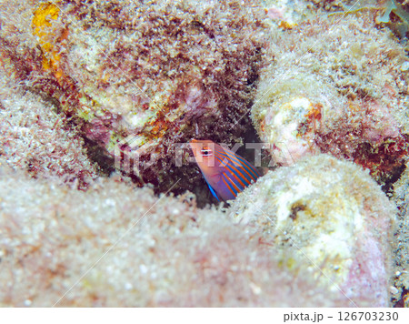 伊豆では珍しいニセモチノウオ(ベラ科)の幼魚の群れ他。 ヒリゾ浜中木南伊豆町伊豆半島静岡県2024 伊豆では珍しいニセモチノウオ(ベラ科)の幼魚の群れ他。 ヒリゾ浜中木南伊豆町伊豆半島静岡県2024 126703230