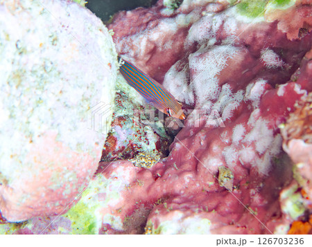 伊豆では珍しいニセモチノウオ（ベラ科）の幼魚の群れ他。 ヒリゾ浜中木南伊豆町伊豆半島静岡県2024 126703236