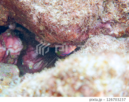 伊豆では珍しいニセモチノウオ（ベラ科）の幼魚の群れ他。 ヒリゾ浜中木南伊豆町伊豆半島静岡県2024 126703237