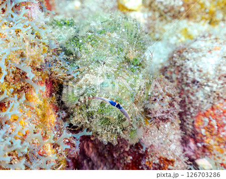 岩の間で完璧な擬態をするサツマカサゴ、ニライカサゴ他。ヒリゾ浜中木南伊豆町伊豆半島静岡県2024 126703286