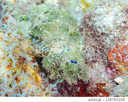 岩の間で完璧な擬態をするサツマカサゴ、ニライカサゴ他。ヒリゾ浜中木南伊豆町伊豆半島静岡県2024 岩の間で完璧な擬態をするサツマカサゴ、ニライカサゴ他。ヒリゾ浜中木南伊豆町伊豆半島静岡県2024 126703288