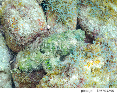 岩の間で完璧な擬態をするサツマカサゴ、ニライカサゴ他。ヒリゾ浜中木南伊豆町伊豆半島静岡県2024 126703290