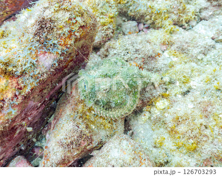 岩の間で完璧な擬態をするサツマカサゴ、ニライカサゴ他。ヒリゾ浜中木南伊豆町伊豆半島静岡県2024 126703293